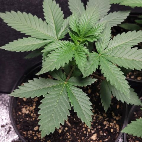 BG growlog timeline photo
