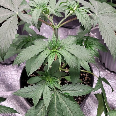 PBH growlog photo: Watered with cal-mag 3ml per 5 gal(starting with small dosage and moving up to tps) at 6.0 ph
Light at about 30 ing away and at 65% power
