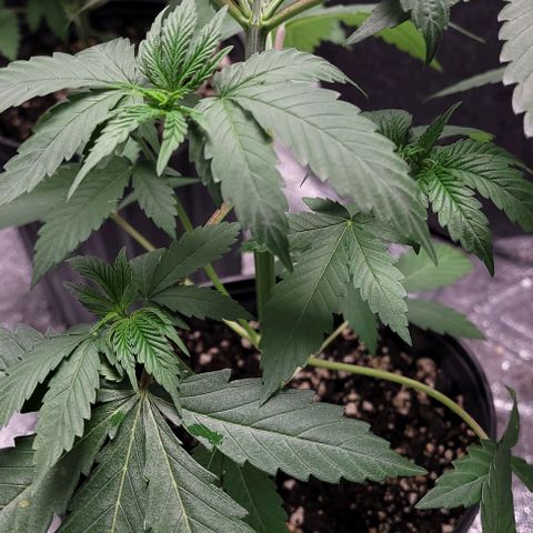 PBH growlog photo: Watered with cal-mag 3ml per 5 gal(starting with small dosage and moving up to tps) at 6.0 ph
Light at about 30 ing away and at 65% power
