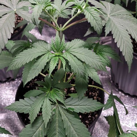 PBH growlog photo: Watered with cal-mag 3ml per 5 gal(starting with small dosage and moving up to tps) at 6.0 ph
Light at about 30 ing away and at 65% power