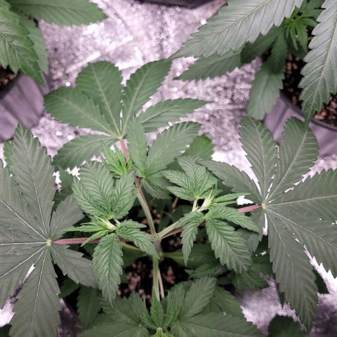 PBH growlog photo: Watered with cal-mag 3ml per 5 gal(starting with small dosage and moving up to tps) at 6.0 ph
Light at about 30 ing away and at 65% power