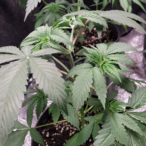 PBH growlog photo: Watered with cal-mag 3ml per 5 gal(starting with small dosage and moving up to tps) at 6.0 ph
Light at about 30 ing away and at 65% power