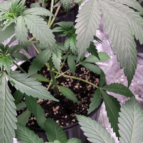 PBH growlog photo: Watered with cal-mag 3ml per 5 gal(starting with small dosage and moving up to tps) at 6.0 ph
Light at about 30 ing away and at 65% power