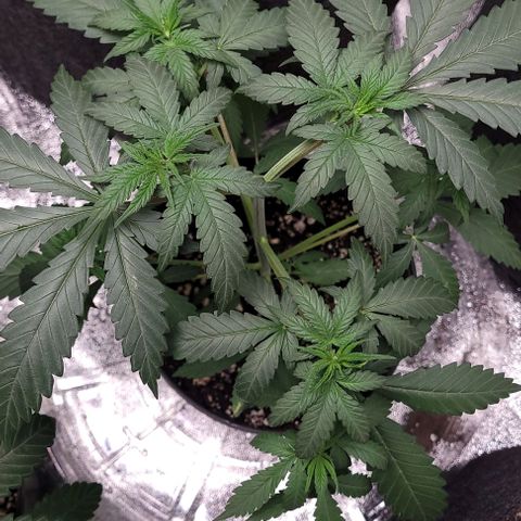 BG growlog photo: 4plants

