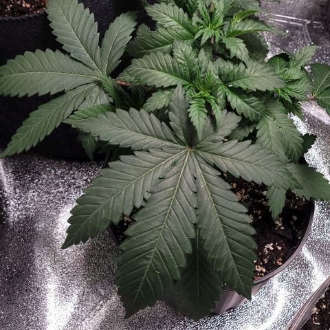 BG growlog photo: 4plants
