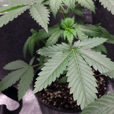 BG growlog photo: 4plants
