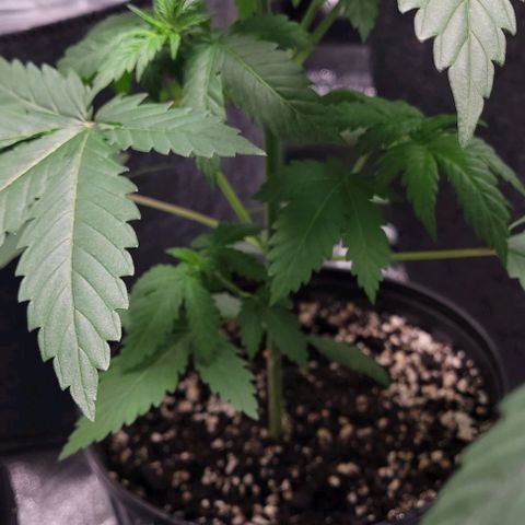 BG growlog photo: 4plants
