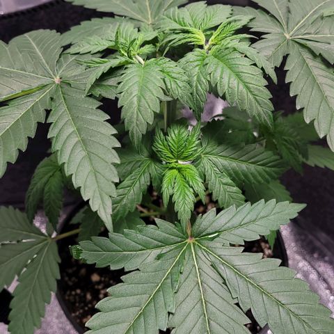 BG growlog photo: 4plants
