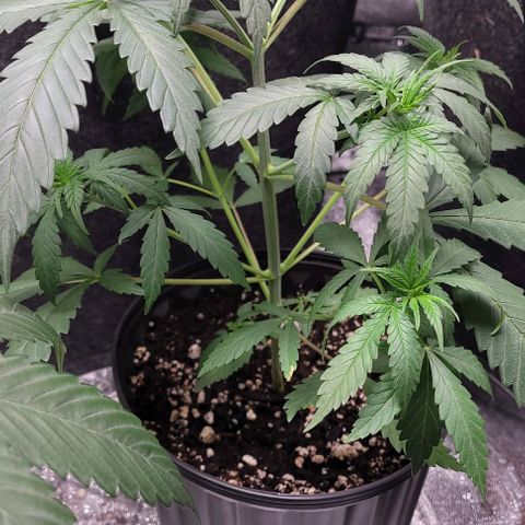 BG growlog photo: 4plants
