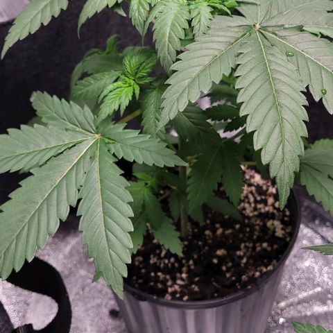 BG growlog photo: 4plants
