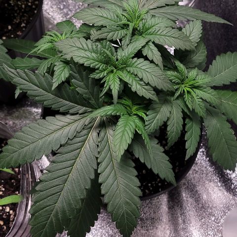 BG growlog photo: 4plants
