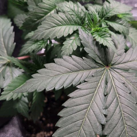 BG growlog photo: 4plants
