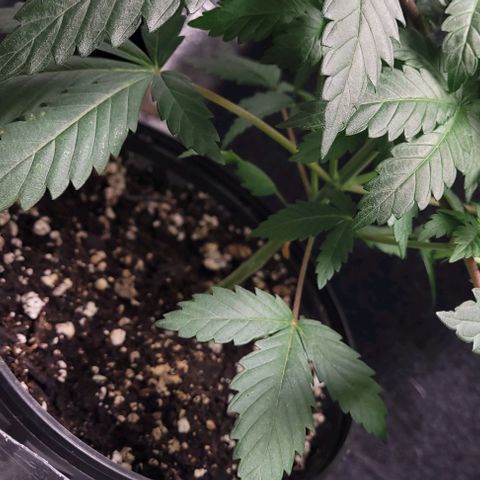 BG growlog photo: 4plants
