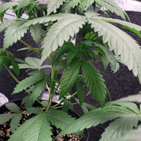 BG growlog photo: 4 on the outside are black gorilla 
