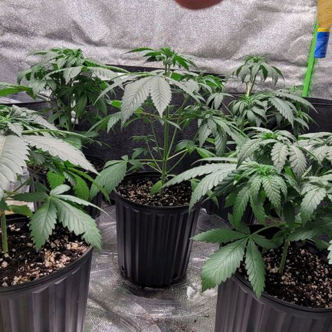 BG growlog photo: 4 on the outside are black gorilla 
