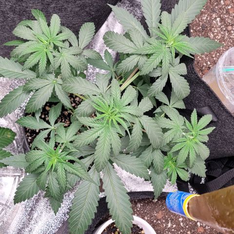 BG growlog photo: 4 on the outside are black gorilla 

