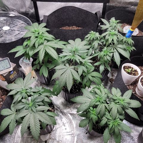 BG growlog photo: 4 on the outside are black gorilla 
