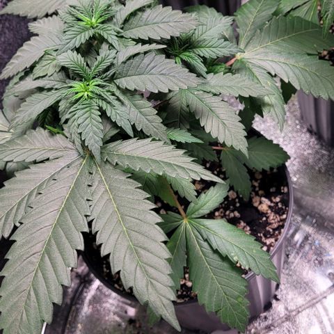 BG growlog photo: 4 on the outside are black gorilla 
