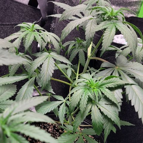 BG growlog photo: 4 on the outside are black gorilla 
