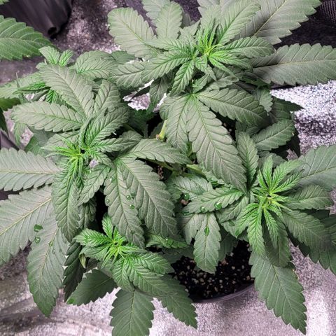 BG growlog photo: 4 on the outside are black gorilla 
