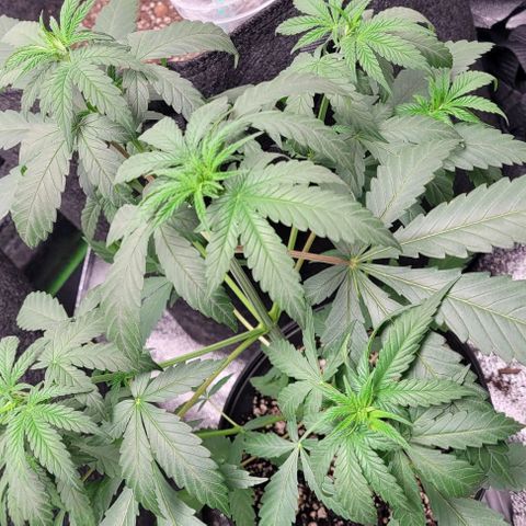 BG growlog photo: 4 on the outside are black gorilla 
