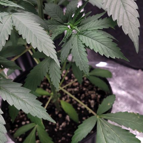 PBH growlog timeline photo