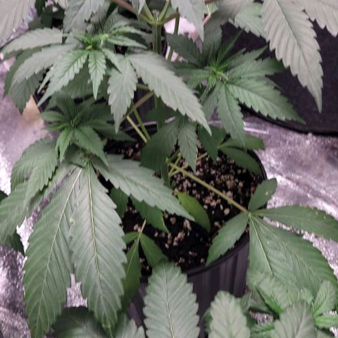 PBH growlog timeline photo