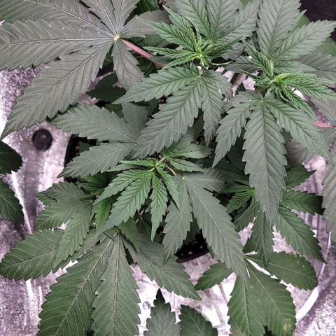 PBH growlog timeline photo