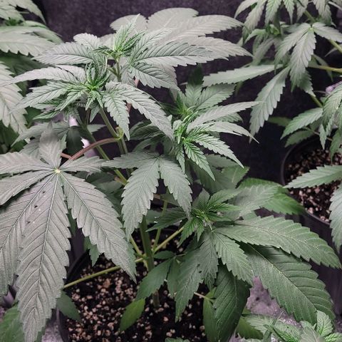 PBH growlog timeline photo