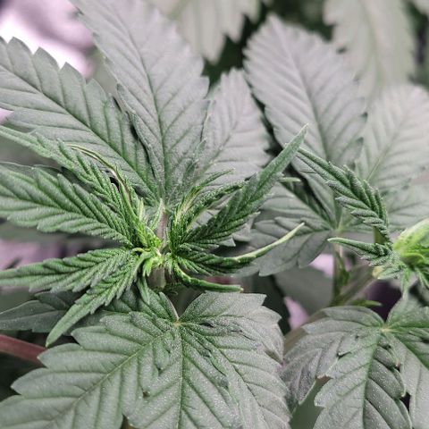 PBH growlog timeline photo