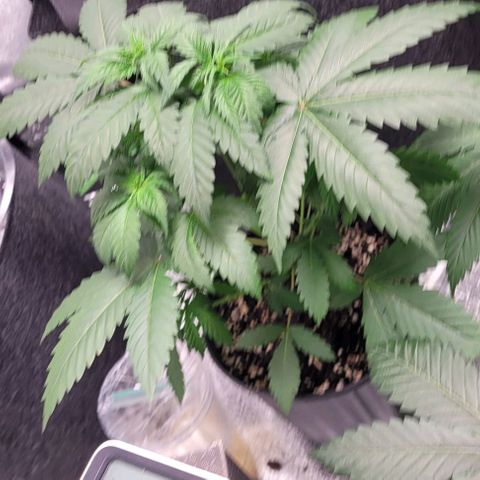 BG growlog photo: 4 on the outside are black gorilla 
