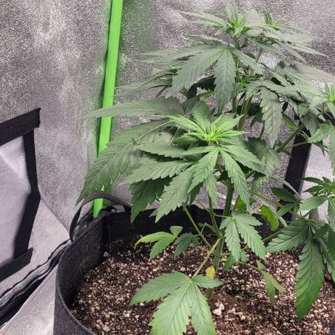 BG growlog timeline photo