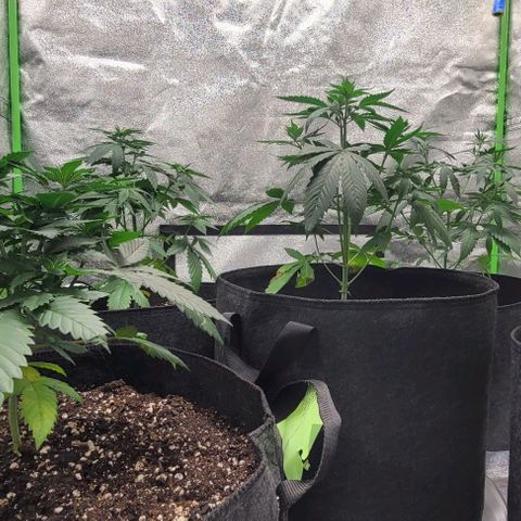 BG growlog timeline photo
