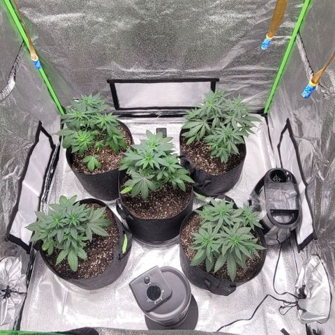 BG growlog timeline photo