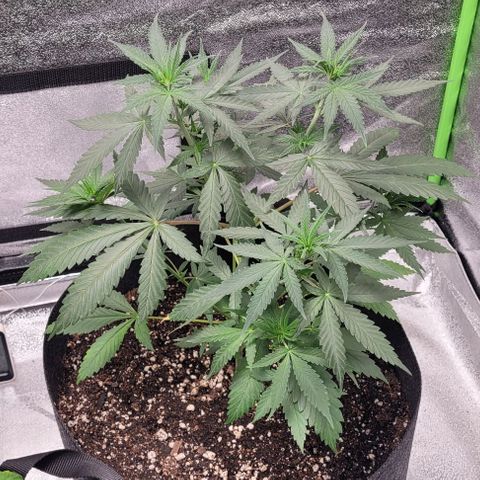 BG growlog timeline photo