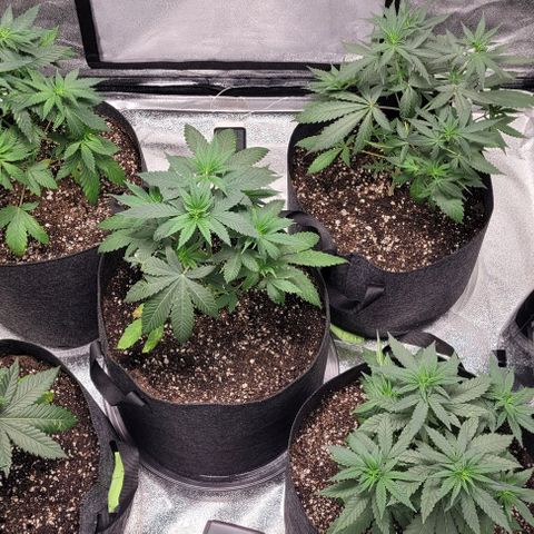BG growlog timeline photo