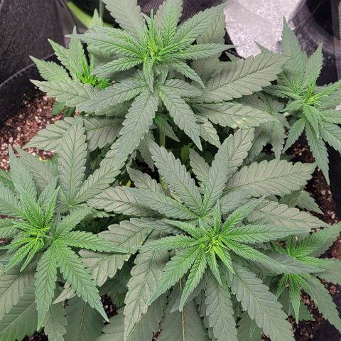 BG growlog timeline photo