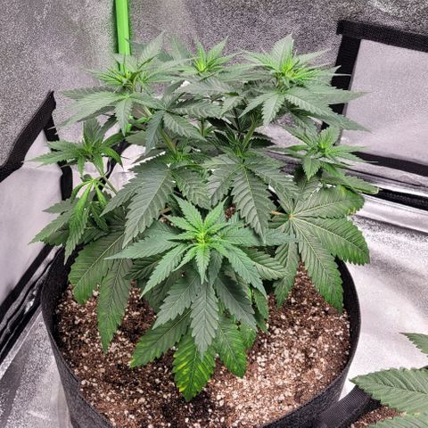 BG growlog timeline photo