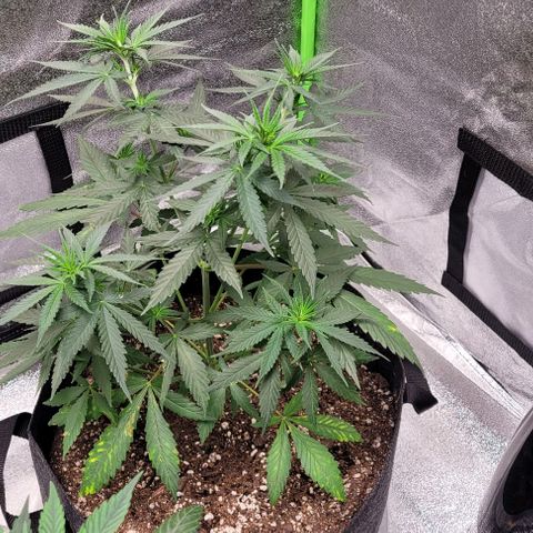 BG growlog timeline photo