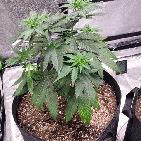 BG growlog timeline photo