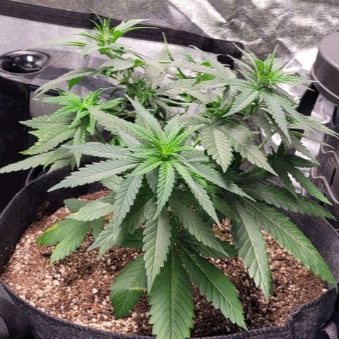 BG growlog timeline photo