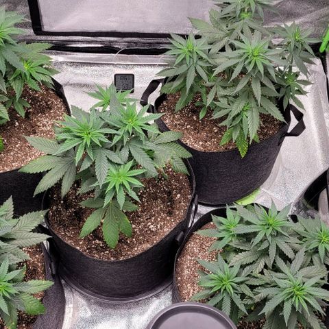 BG growlog timeline photo