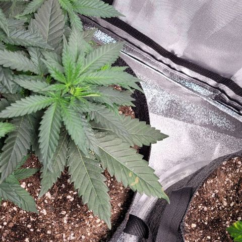 BG growlog timeline photo