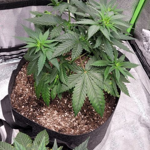 BG growlog timeline photo