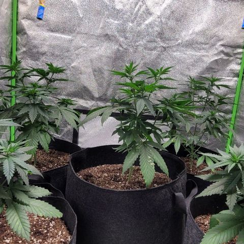 PBH growlog timeline photo