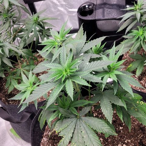 PBH growlog timeline photo