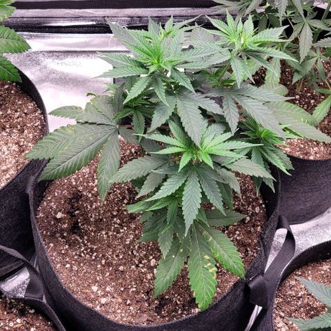 PBH growlog timeline photo