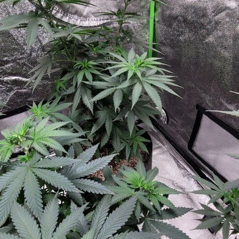 BG growlog timeline photo