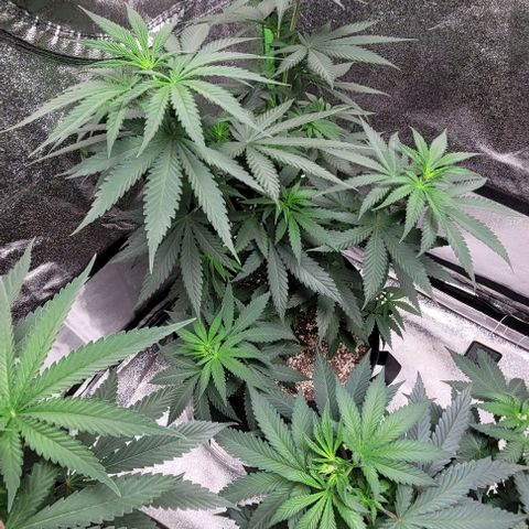 BG growlog timeline photo