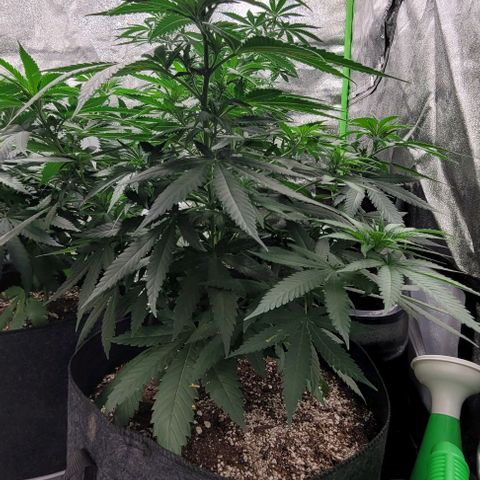 BG growlog timeline photo